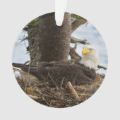 Nesting Bald Eagle Ornament (voorkant)