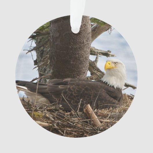 Nesting Bald Eagle Ornament (voorkant)