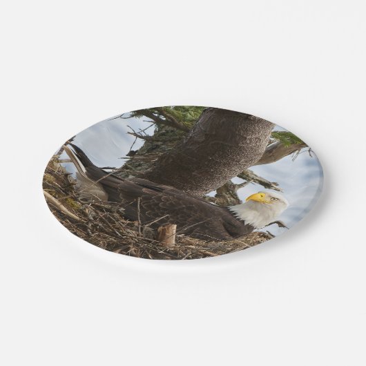 Nesting Bald Eagle Papieren Bordje (Gekanteld)