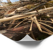 Nesting Bald Eagle Poster (Hoek)