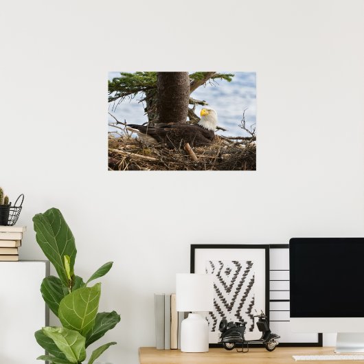 Nesting Bald Eagle Poster (Thuiskantoor)