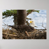 Nesting Bald Eagle Poster (Voorkant)