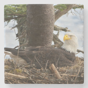 Nesting Bald Eagle Stenen Onderzetter