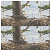 Nesting Bald Eagle Stof (Close Up)
