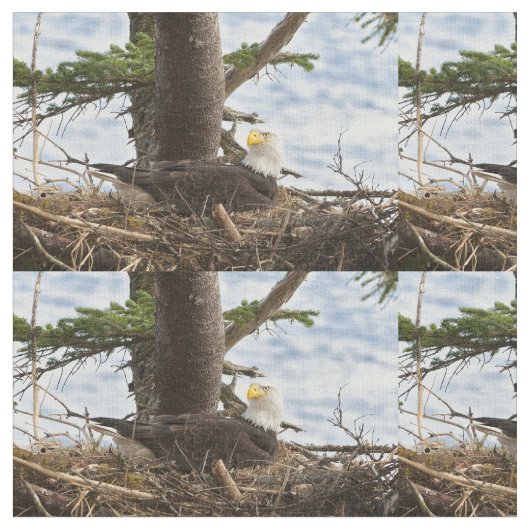 Nesting Bald Eagle Stof (Close Up)