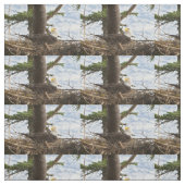 Nesting Bald Eagle Stof (Swatch)