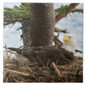 Nesting Bald Eagle Tegeltje (Voorkant)