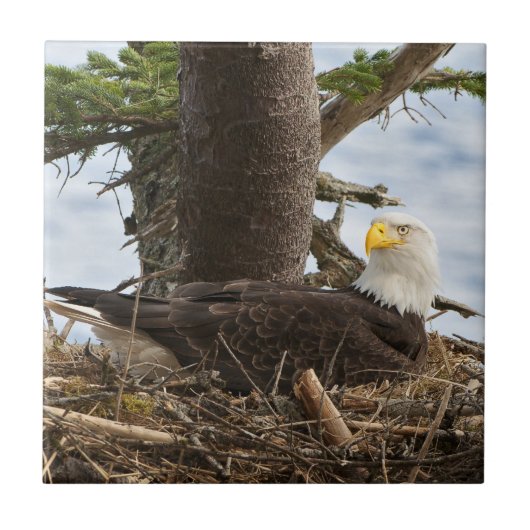 Nesting Bald Eagle Tegeltje (Voorkant)