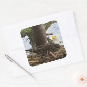 Nesting Bald Eagle Vierkante Sticker (Envelop)