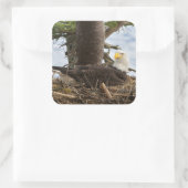 Nesting Bald Eagle Vierkante Sticker (Tas)