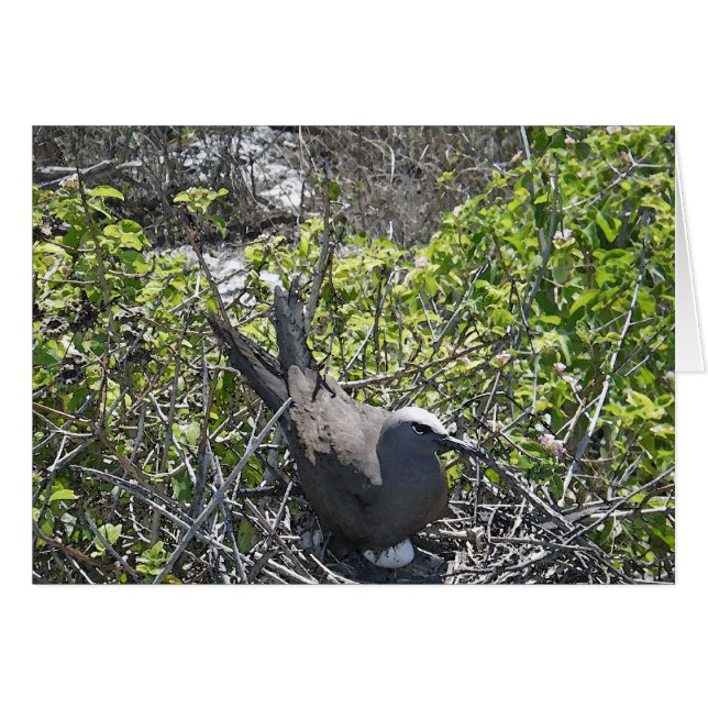 Nesting Bird, Lady Elliot Island (Voorkant Horizontaal)