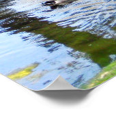 "Nesting Ducks" Poster (Hoek)