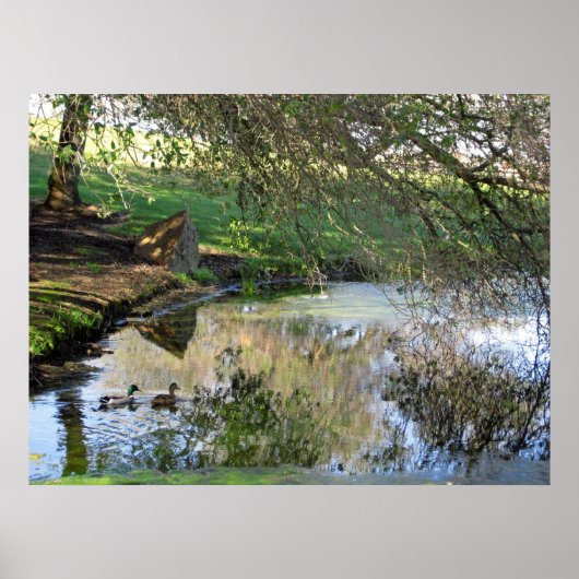 "Nesting Ducks" Poster (Voorkant)