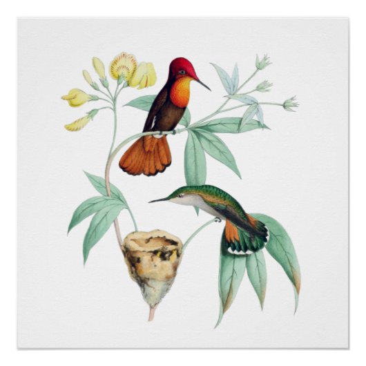 Nesting Hummingbird Natural History Poster Print (Voorkant)