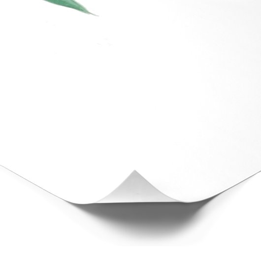 Nesting Hummingbird Natural History Poster Print (Hoek)