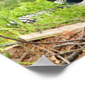 Nesting Loon Print (Hoek)