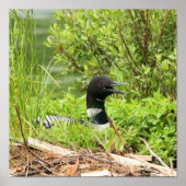 Nesting Loon Print (Voorkant)