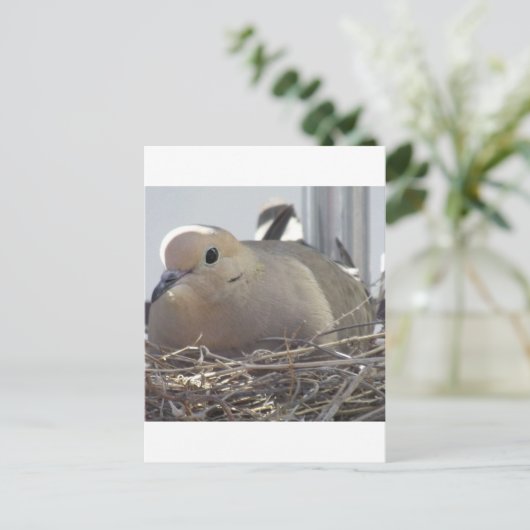 Nesting Mourning Dove Briefkaart (Staand voorkant)