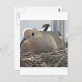 Nesting Mourning Dove Briefkaart (Voorkant / Achterkant)