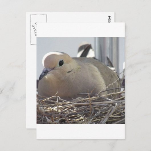 Nesting Mourning Dove Briefkaart (Voorkant / Achterkant)