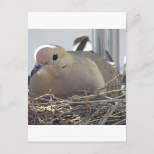 Nesting Mourning Dove Briefkaart