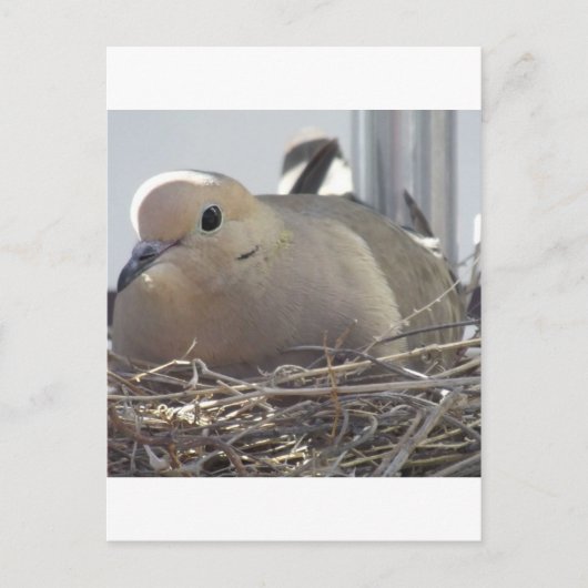 Nesting Mourning Dove Briefkaart (Voorkant)