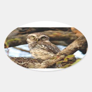 Nesting Owl Ovale Sticker