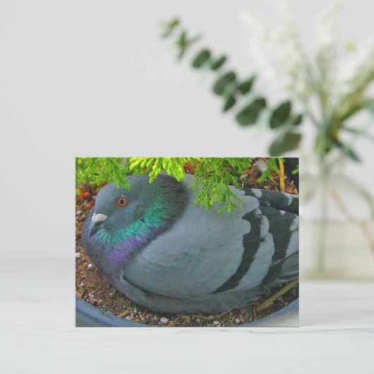 Nesting Pigeon Briefkaart (Staand voorkant)