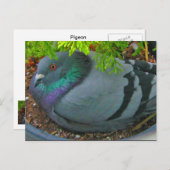 Nesting Pigeon Briefkaart (Voorkant / Achterkant)