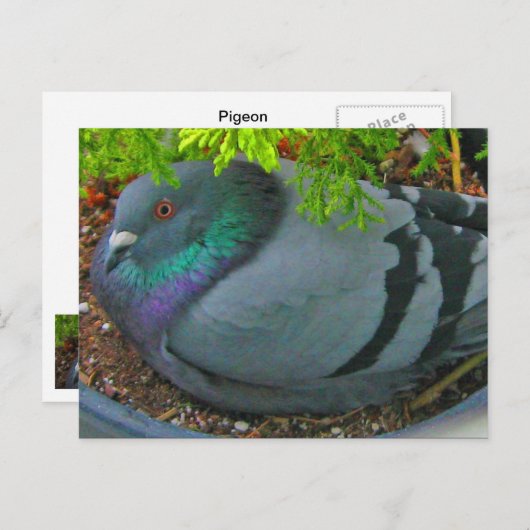 Nesting Pigeon Briefkaart (Voorkant / Achterkant)