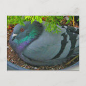Nesting Pigeon Briefkaart (Voorkant)