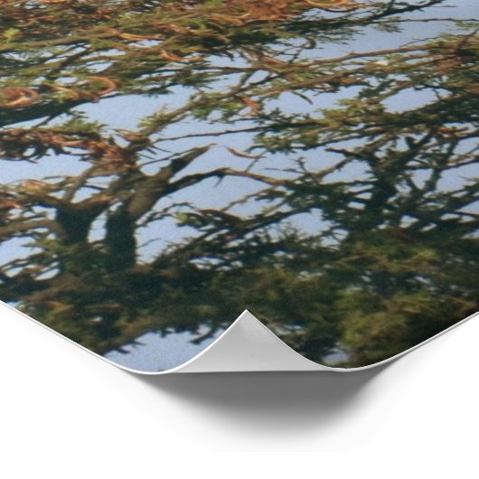 Nesting Vultures Poster (Hoek)