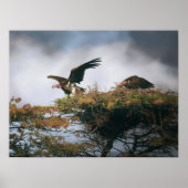 Nesting Vultures Poster (Voorkant)