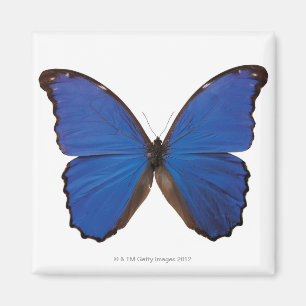 Nestira Marpho-vlinder Magneet