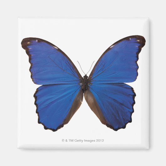 Nestira Marpho-vlinder Magneet (Voorkant)