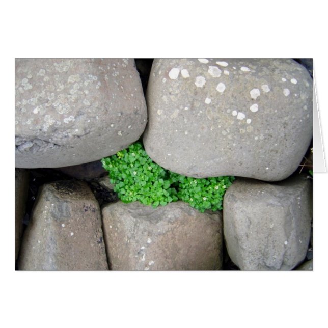 Nestle (Voorkant Horizontaal)