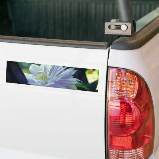 Nestled Clematis Flower Bumpersticker (Op Truck)