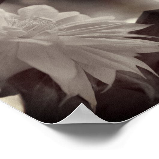 Nestled Clematis Flower Zwart-wit Poster (Hoek)