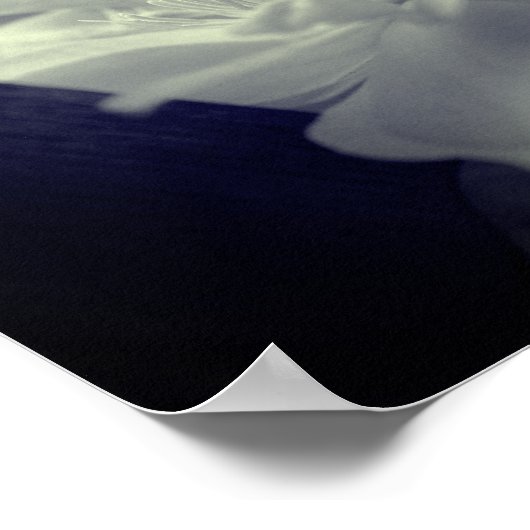 Nestled Clematis zwart en wit Poster (Hoek)