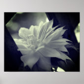 Nestled Clematis zwart en wit Poster (Voorkant)