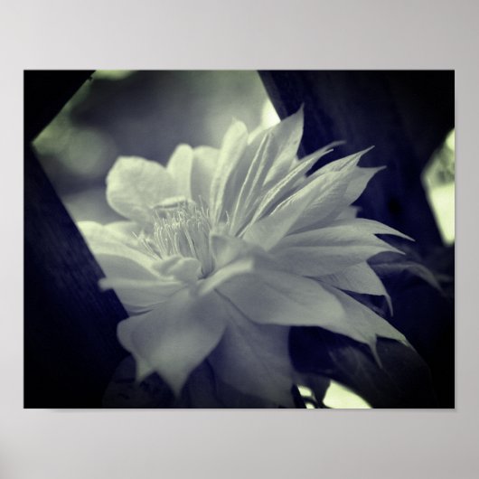Nestled Clematis zwart en wit Poster (Voorkant)