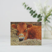 Nestled Cow Briefkaart (Staand voorkant)