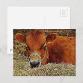 Nestled Cow Briefkaart (Voorkant / Achterkant)