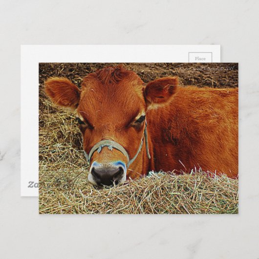 Nestled Cow Briefkaart (Voorkant / Achterkant)