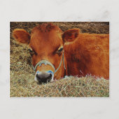 Nestled Cow Briefkaart (Voorkant)
