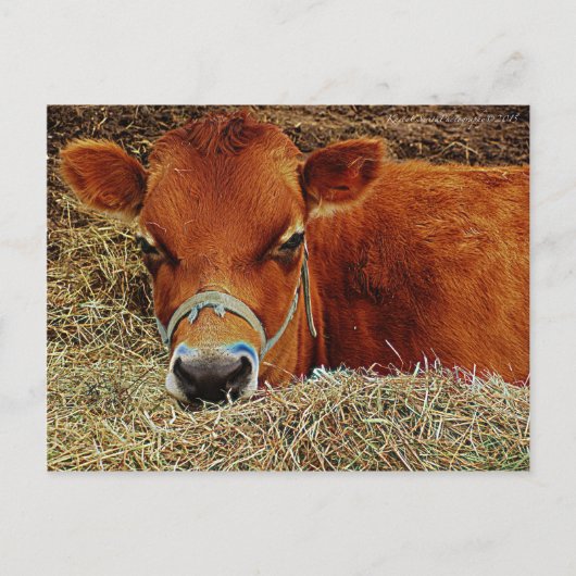 Nestled Cow Briefkaart (Voorkant)
