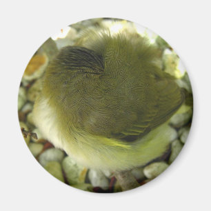 Nestling Bird Magneet