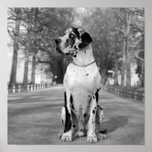 Nestor zwart-wit poster