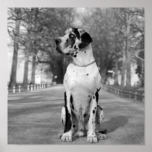 Nestor zwart-wit poster (Voorkant)