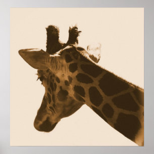 netgiraffe in sepia-afdruk poster